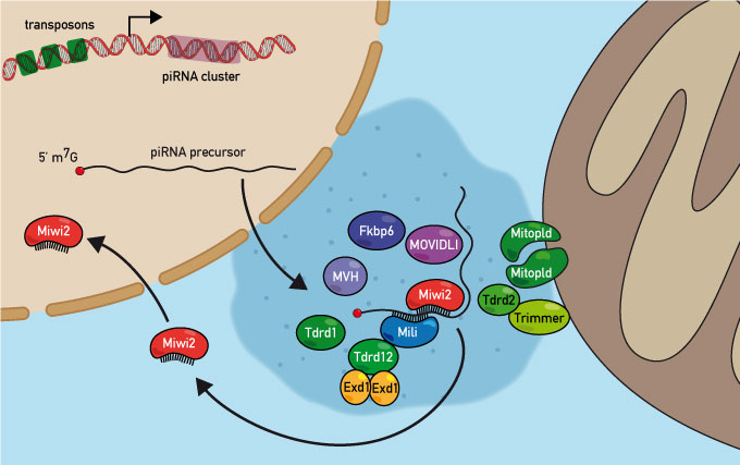 structural_biology_of_pirna_biogenesis_and_silencing.jpg