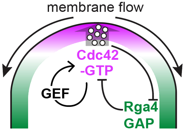 Membrane_flows.jpg