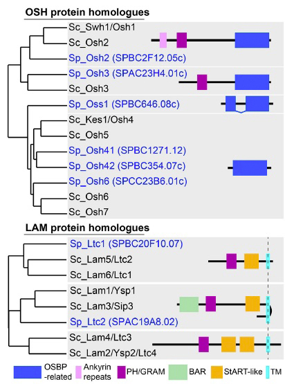 LAM_OSH_phylogeny_only.jpg